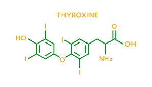 Image result for Thyroxine