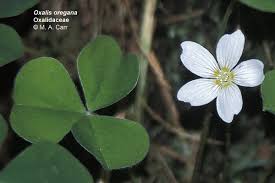 Image result for Oxalidaceae