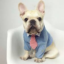 Our puppies are backed by a dear friend of ours, cheryl petty with pettybulls (pettybulls.com). French Bulldog Puppies For Sale In Texas French Kisses From French Bulldogs
