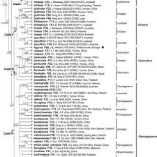 Image result for Eriosema rhynchosioides