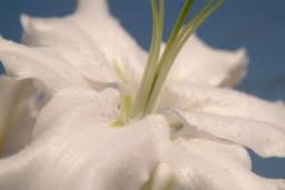 We did not find results for: Flowers Of Distinction 261 Sheffield Road Birdwell Barnsley South Yorkshire S70 5tn South Yorkshire Times