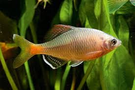 The Elongate Bitterling Acheilognathus Elongatus Is A Species Of Ray Finned Fish In The Family Cyprinidae Vida Marina Pecera