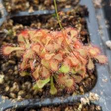 Image result for Drosera natalensis