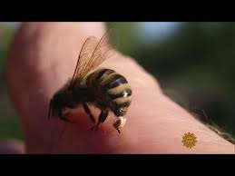 Enduring Hundreds Of Insect Stings For Science Youtube