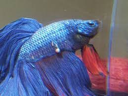 Betta learn about ich at 86°f (30°c), ich will completely cease to reproduce. What Are The White Spots On My Betta Fish Quora