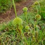 Image result for Leucas deflexa