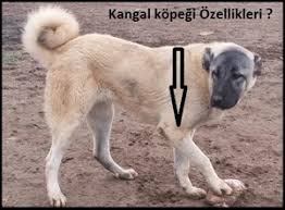 satilik kangal yavrusu fiyatlari ilanlari ucretsiz sahiplen