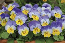 Buy 40 Plus 20 Free Large Plug Plants Viola Sorbet Yellow Frost Pansies Flowers Flower Garden Plants Spring Flowering Bulbs