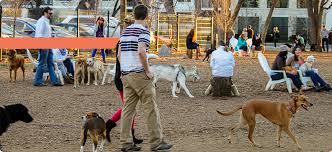 Mutts Cantina Dallas Texas 75204 Dog Friends Dog Park Dogs