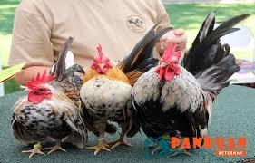 Untuk budidaya ayam kate, kandang ternak dapat anda buat sendiri menggunakan kayu. Cara Ternak Ayam Kate Di Rumah Panduan Beternak Beternak Flickr