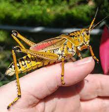 The eastern lubber grasshopper is limited to the southeastern region of the united states. That S No Tank It S A Grasshopper Waterline Yoursun Com
