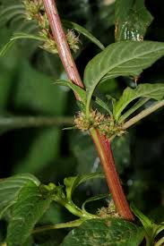 Image result for Amaranthus spinosus