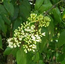 Image result for Keetia gueinzii