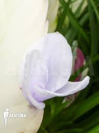 Image result for Xylia torreana