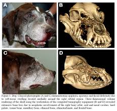 Sometimes the discharge can be bloody. Scielo Brasil Transitional Carcinoma With Extensive Invasion Of The Bony Orbit In A Dog Transitional Carcinoma With Extensive Invasion Of The Bony Orbit In A Dog