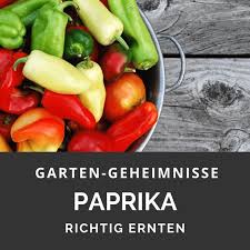 Dieser frage gehen wir auf die spur und verraten in diesem video einen einfachen trick! Paprika Richtig Ernten Garten Geheimnisse