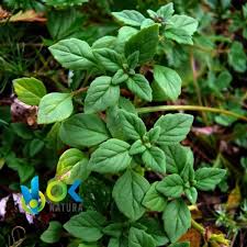 Image result for Ocimum americanum
