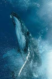 Pin De Marta Cs En Wallpaper Frames Ballena Azul Ballena Unas Azules