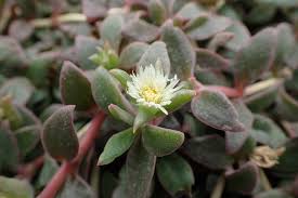 Image result for Delosperma tradescantioides