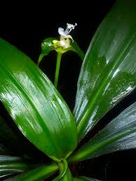 Image result for Tradescantia zanonia