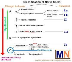 Types Of Nerve Fibre A Mm Myelinated Mota Gamma Gumnam I E Not Numerically Classified Nerve Fiber Sensory Nerves Nerve