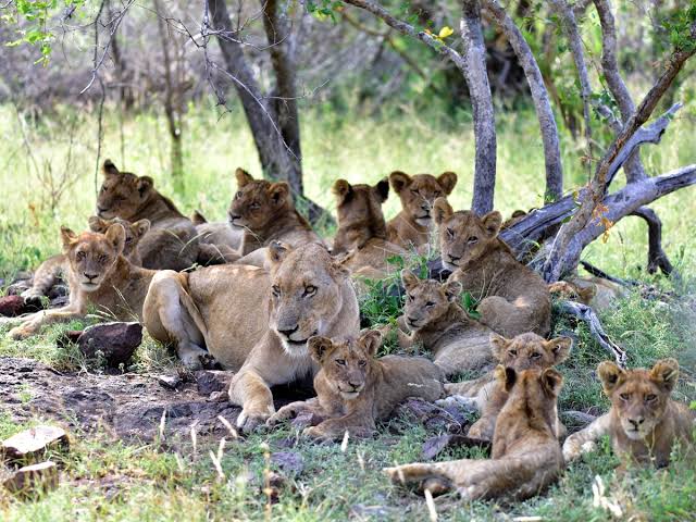 Lions of southern Tanzania
