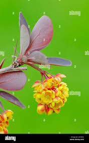 Image result for Berula thunbergii