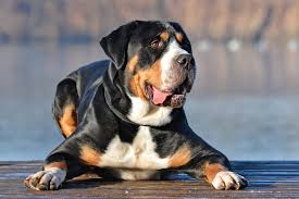 We did not find results for: Greater Swiss Mountain Dog Breed Information And Characteristics Daily Paws