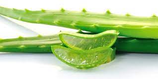 Manfaat daun pandan tidak hanya berguna sebagai pewangi masakan, namun juga berkhasiat dalam meningkatkan kualitas kesehatan tubuh anda. Cara Hilangkan Resdung Dengan Mudah Dan Selamat Mary Jardin