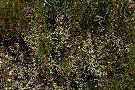 Image result for Ageratinastrum