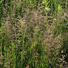 Image result for Agrostis