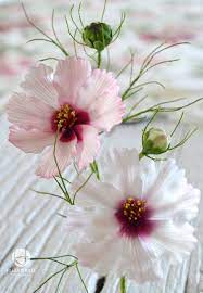 Cosmos Close Up Cosmos Flowers Cold Porcelain Flowers Gum Paste Flowers