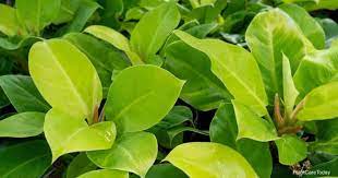 You will marvel at the clear, crisp green of these large, perfectly rounded flowers. Philodendron Moonlight Care Growing Lime Philodendrons