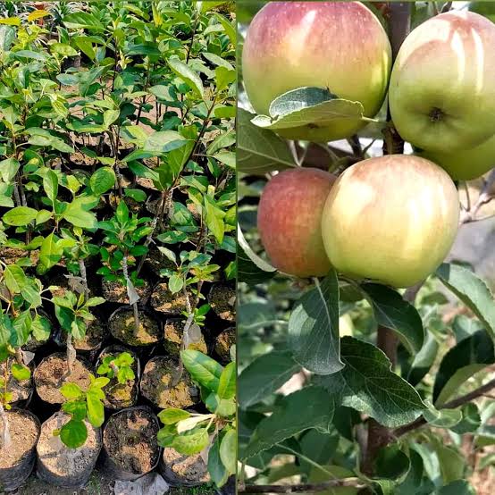 Nursery Stock