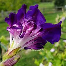 Image result for Ipomoea tuberculata
