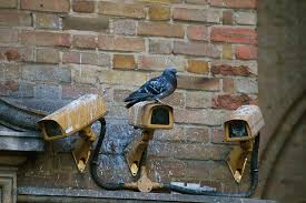 Residential Bird Control Clark Pest Control