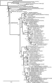 Image result for Linderniella gracilis