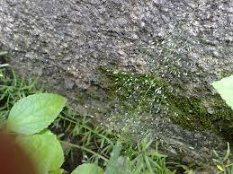 Image result for Eragrostis viscosa