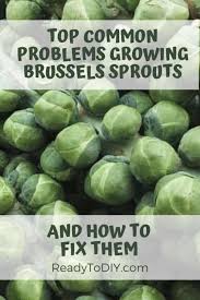 When cooked properly, they are a tender, delicious vegetable. Top Common Problems Growing Brussels Sprouts And How To Fix It Ready To Diy