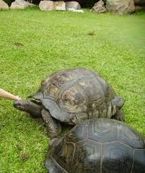 Aldabra Giant Tortoise - A-Z Animals