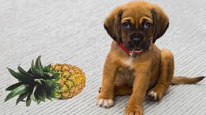 Unlike a dog eating watermelon seeds, stone fruits such as plums, apricots, cherries, and peaches can be bad for your pup. Can Dogs Eat Pineapple 6 Vital Facts You Must Know Petmoo