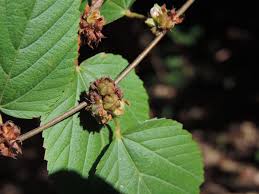 Image result for Melochia