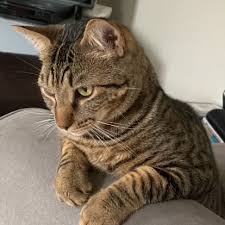 Happy Adoptiversary to Jenn, Chris, Cosmo and DC🥳😸 Here's what Jenn had  to say about her furry boys😻👇 "Everything is going fantastic. We love our  newest members of the family, our little