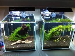Jake S High Clarity Shrimp Cubes Page 5 Aquarium Fish Aquarium Fish Tank Aquascape Aquarium