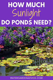 So here's a general rule of thumb: How Much Sunlight Do Ponds Need Garden Pond Design Ponds Backyard Pond
