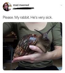 30 Adorably Amusing Animal Memes That Ll Give You A Heckin Chortle Bizarre Animals Giant African Land Snails Weird Animals