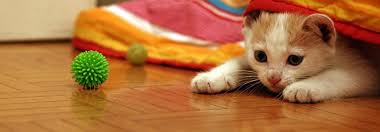 Ich kann nichtsmehr offenlagen, oder die wohnung lüften,was vor allem im sommer unertäglich wäre.leider kann ich mich. Und Plotzlich Dreht Sich Alles Um Das Baby Tierwelt