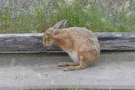 Hare At Orford Ness Rabbit Sculpture Power Animal Animals
