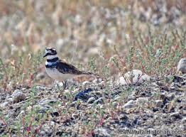 The killdeer is a familiar shorebird, but we usually don't see it near shores! Observing God S Good Creation The Fascinating Life History Of Killdeer Naturalis Historia