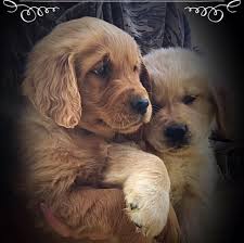 All shots are current and they are wonderful puppies for you to miss. Highland Creek Goldens Home Facebook